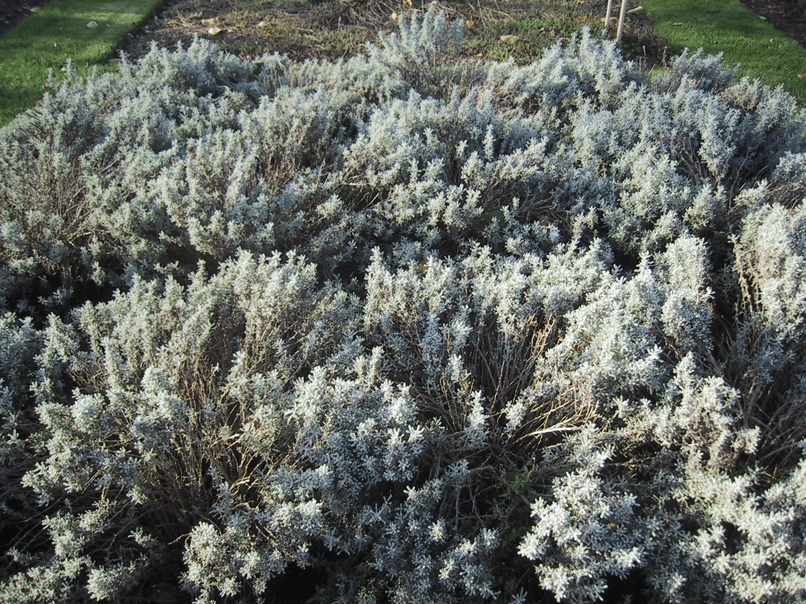 Coussin dense de santoline (Santolina chamaecyparissus) au feuillage gris argenté finement découpé