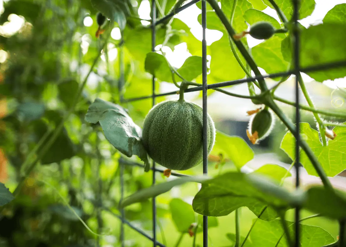 Jeune melon cantaloup (Cucumis melo) sur un treillis, feuillage de cucurbitacée et vrilles
