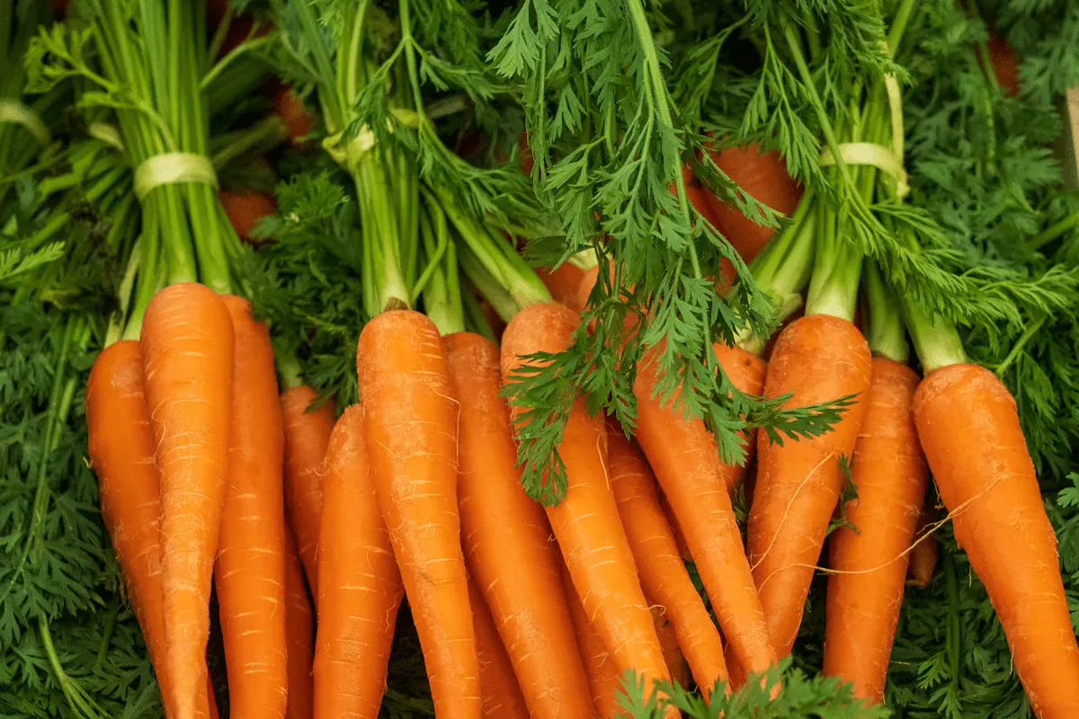 Botte de carottes oranges fraîchement arrachées avec leurs fanes vertes finement découpées