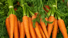Botte de carottes oranges fraîchement arrachées avec leurs fanes vertes finement découpées