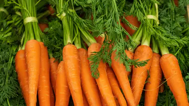 Botte de carottes oranges fraîchement arrachées avec leurs fanes vertes finement découpées