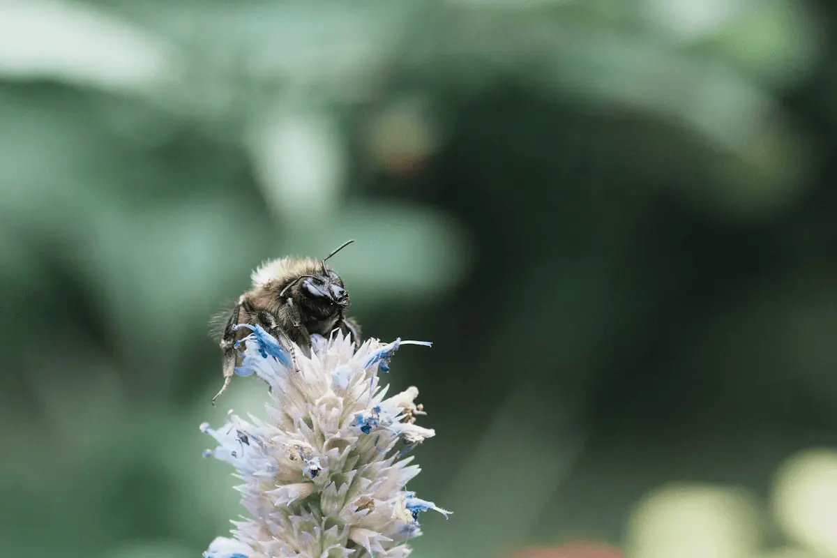 Épi floral d’agastache aux fleurs tubulaires bleu-lilas avec une abeille en train de butiner