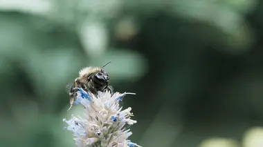 Épi floral d'agastache aux fleurs tubulaires bleu-lilas avec une abeille en train de butiner, vivace mellifère