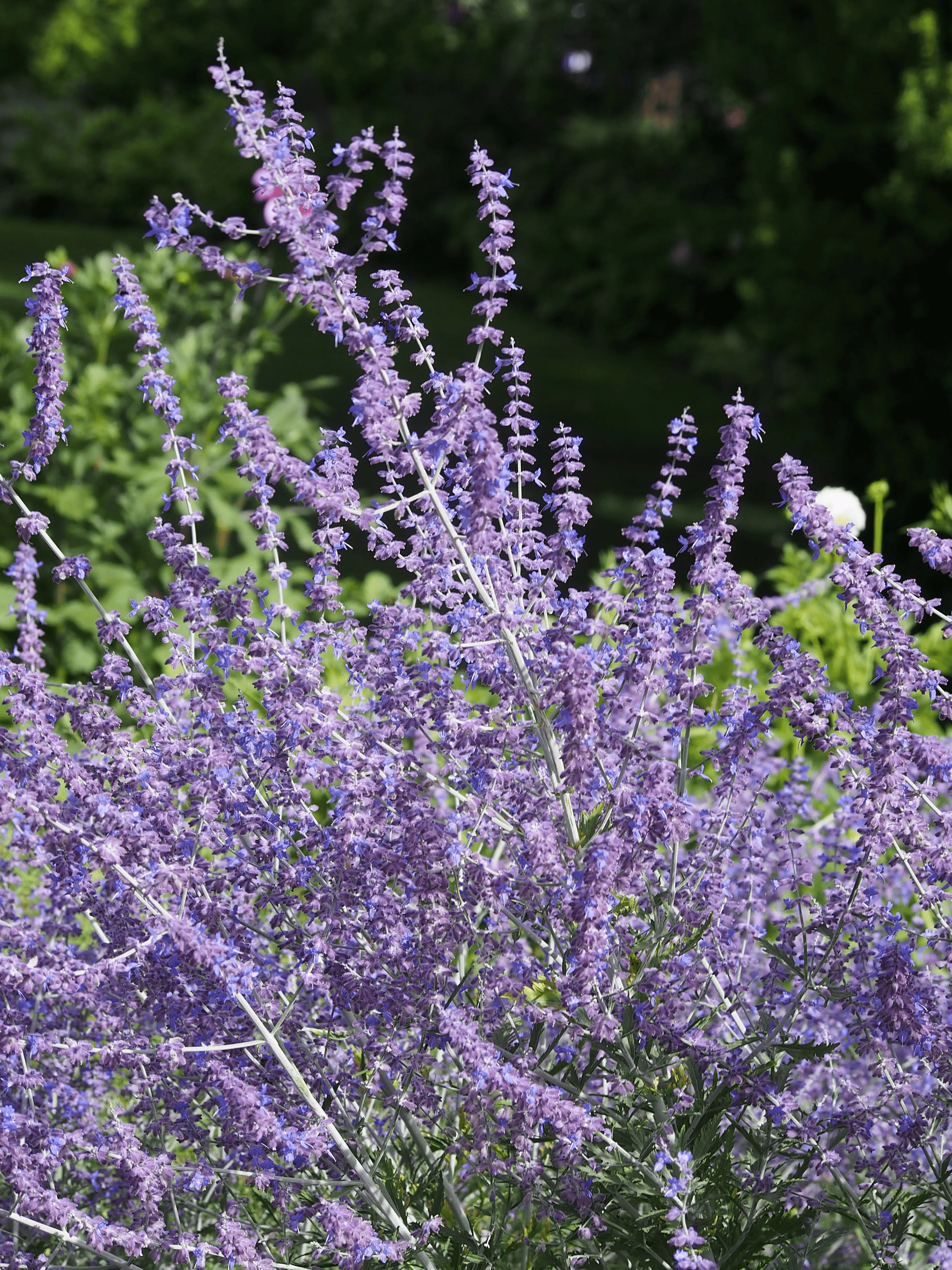 Touffe de Perovskia (Salvia yangii) en fleur, panicules aériennes bleu-violet sur tiges grises argentées