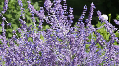 Touffe de Perovskia (Salvia yangii) 'Blue Spire' en fleur, panicules aériennes bleu-violet sur tiges grises argentées