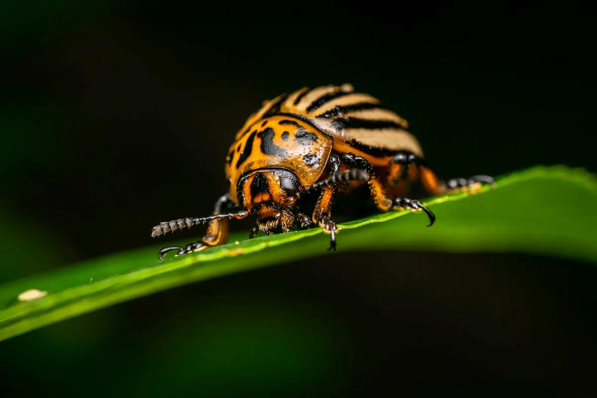 Doryphore adulte (Leptinotarsa decemlineata), élytres jaune-orangé rayés de noir, sur une feuille verte
