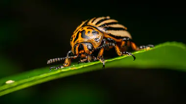 Doryphore adulte (Leptinotarsa decemlineata), élytres jaune-orangé rayés de noir, sur une feuille verte