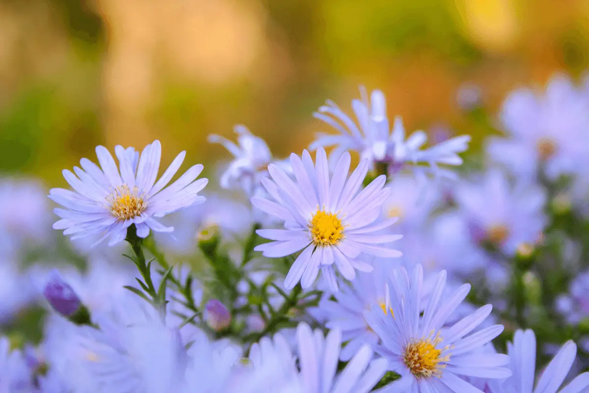 Asters d’automne aux fleurs bleu-lavande à cœur jaune en pleine floraison