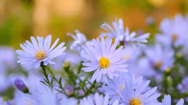 Asters d'automne aux fleurs bleu-lavande à cœur jaune en pleine floraison au jardin, vivace mellifère