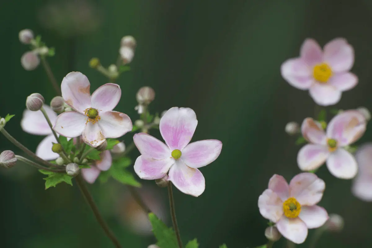 Fleurs rose tendre et blanches d’anémone du Japon à cœur jaune-vert sur tiges hautes