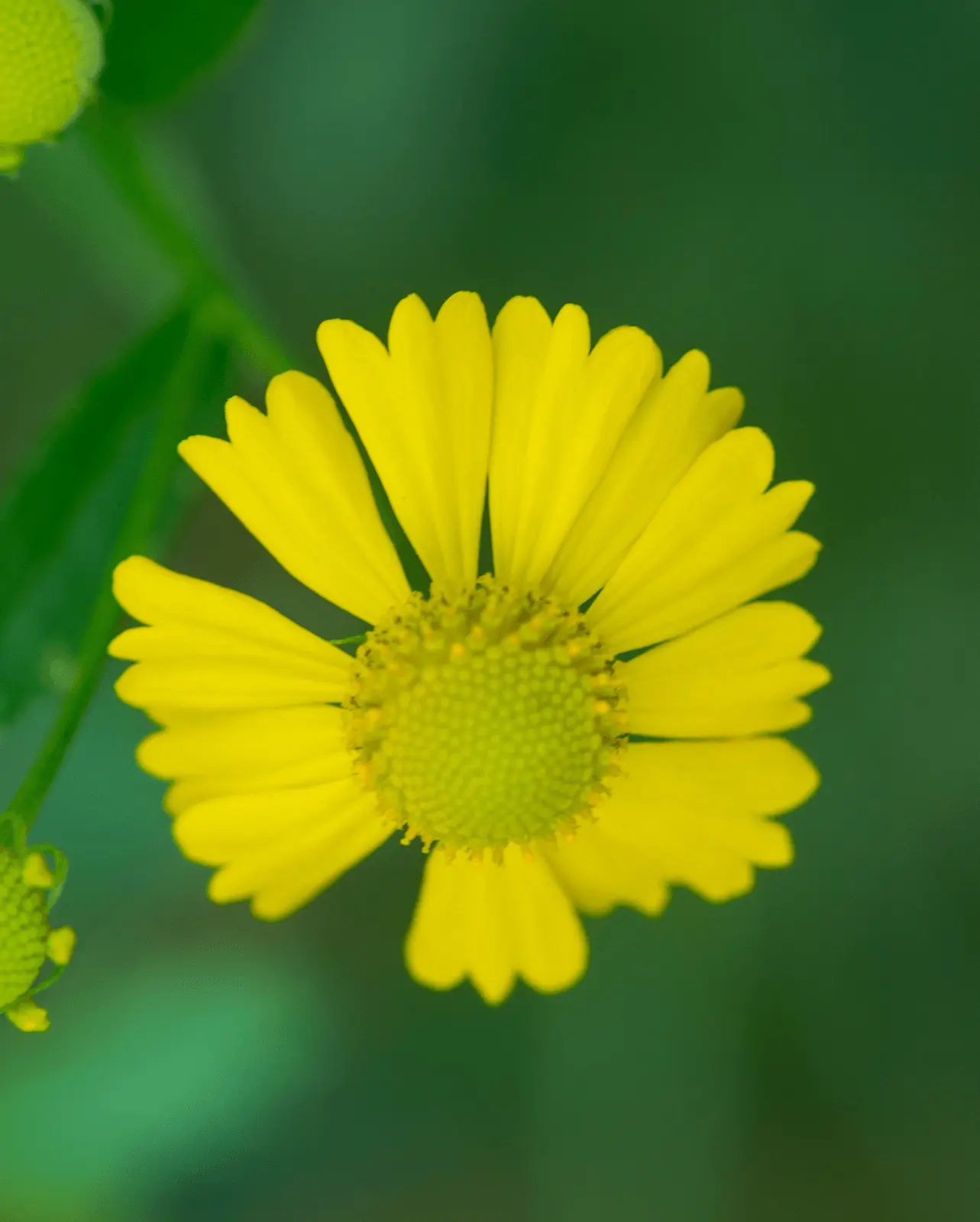 Fleur d’Helenium autumnale aux pétales jaunes cunéiformes dentés autour d’un disque central bombé vert-jaune