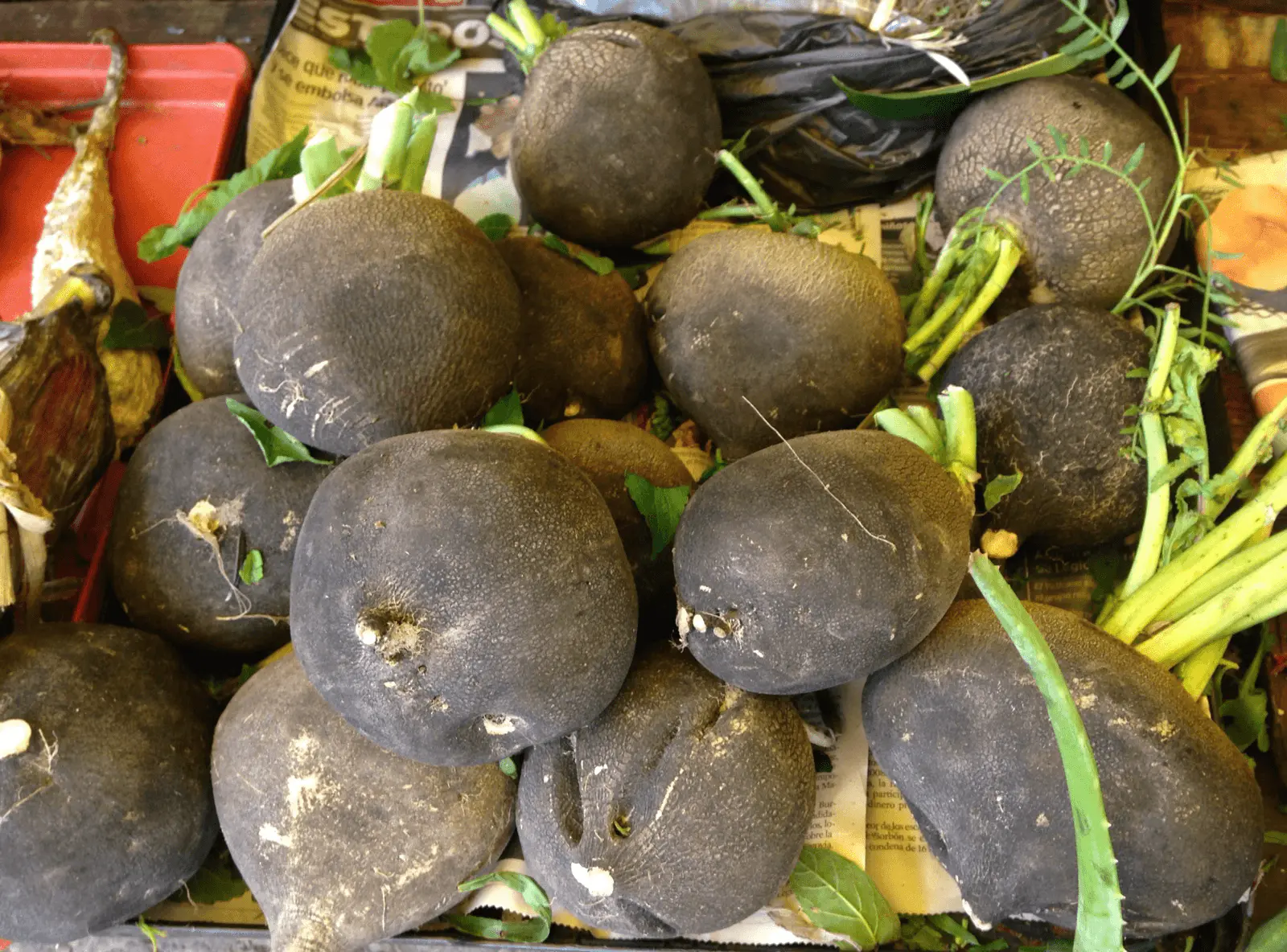 Tas de radis noirs ronds à peau sombre rugueuse