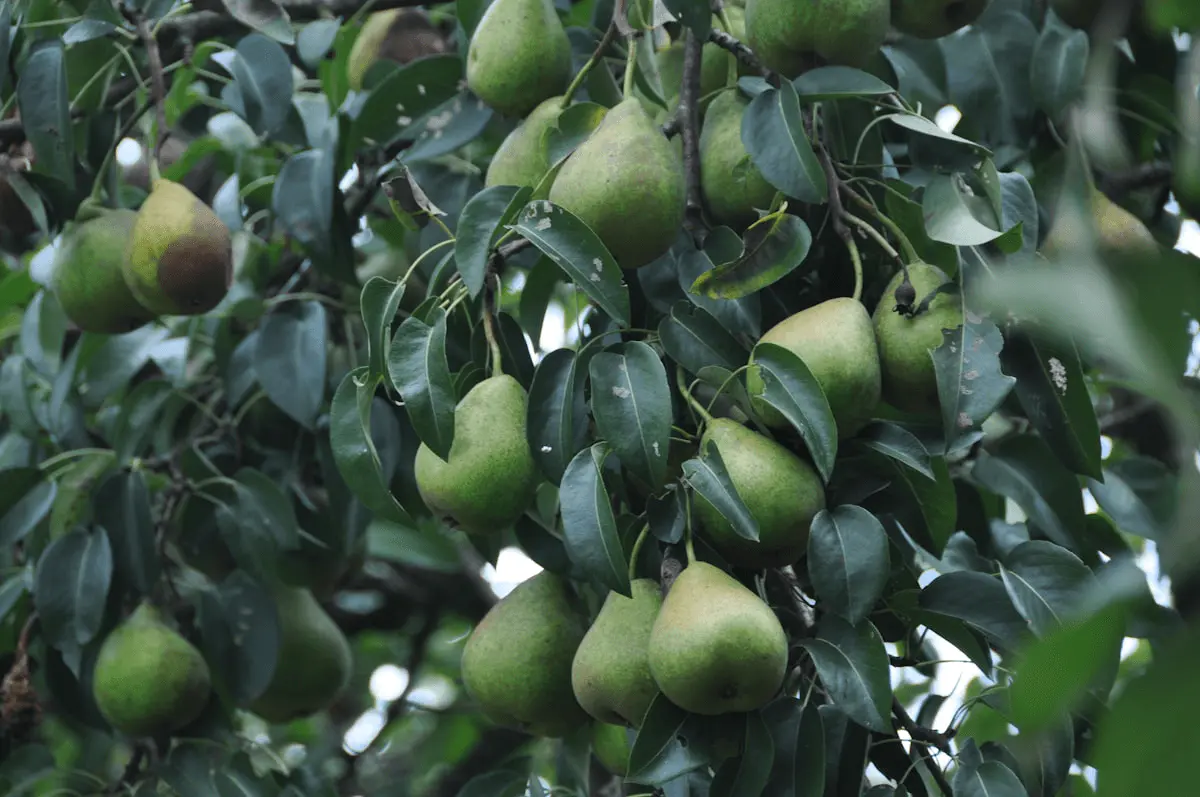 Grappes de poires vertes (Pyrus communis) suspendues sur l’arbre parmi le feuillage