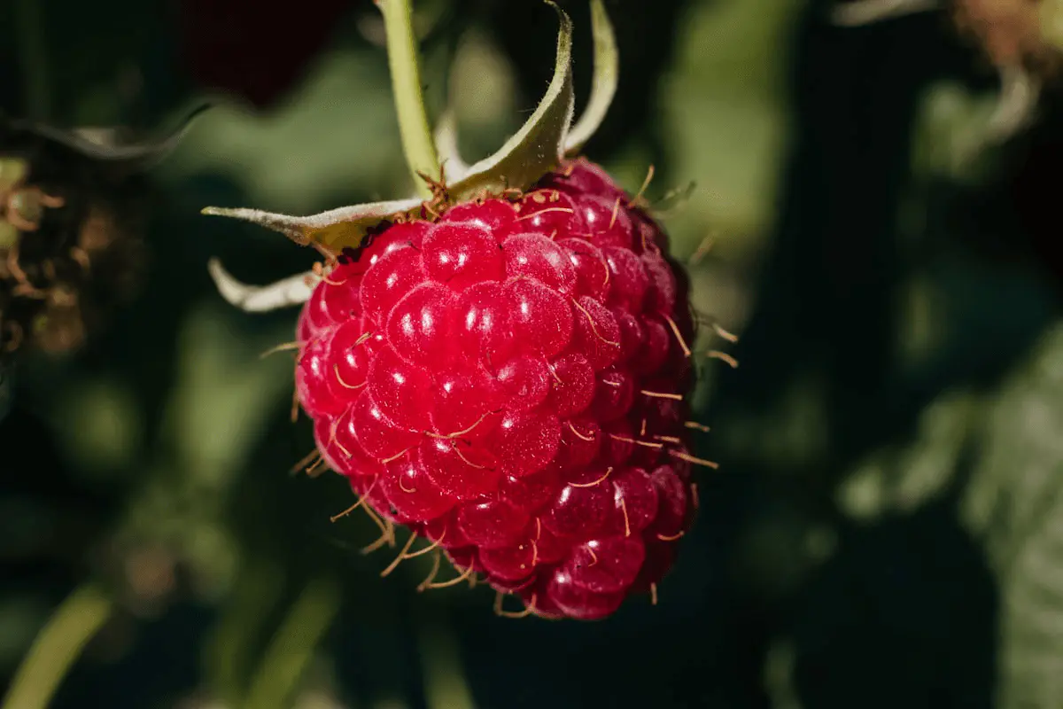 Framboise rouge mûre (Rubus idaeus) sur le plant avec son calice vert