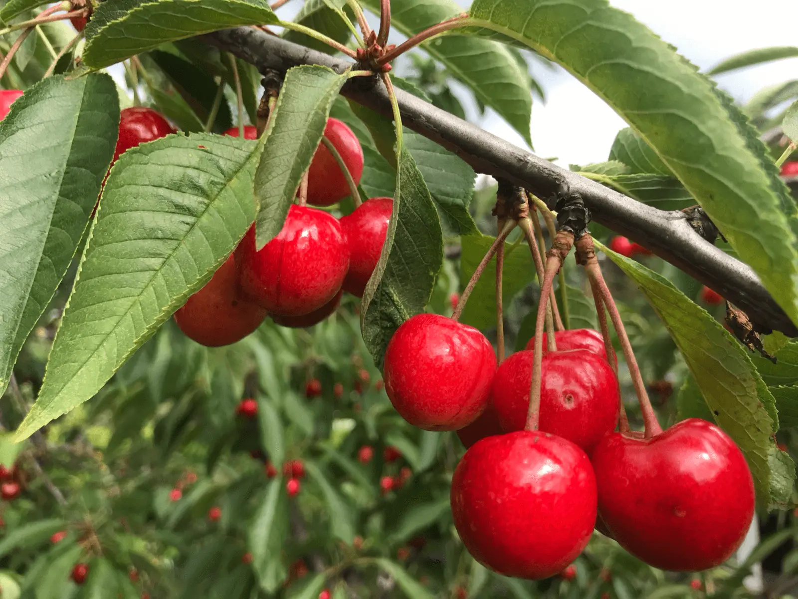 Cerises rouges mûres en grappes sur la branche d’un cerisier (Prunus avium)
