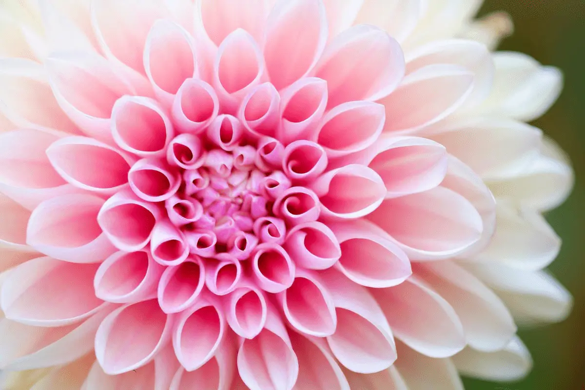 Gros plan d’une fleur de dahlia décoratif aux pétales enroulés rose et blanc
