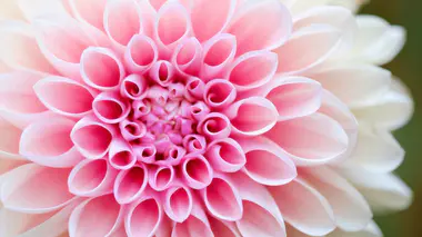 Gros plan d'une fleur de dahlia décoratif aux pétales enroulés rose tendre et blanc, floraison d'été à automne