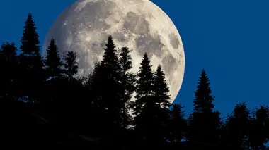Grande pleine lune se levant derrière une forêt de conifères en silhouette, ciel bleu nuit