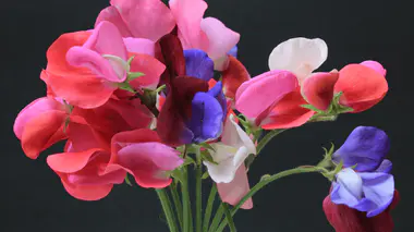 Bouquet de pois de senteur (Lathyrus odoratus) aux fleurs papilionacées rose, rouge, pourpre et blanc, tiges et vrilles vertes