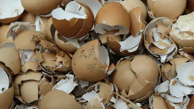 Amas de coquilles d'œuf brunes et blanches brisées, matière à recycler au compost ou au jardin