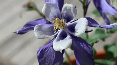 Fleur d'ancolie commune (Aquilegia vulgaris) bleu-violet et blanc, éperons recourbés et touffe d'étamines jaunes caractéristiques