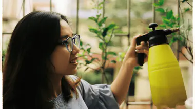 Jardinière pulvérisant une solution sur le feuillage d'une plante avec un pulvérisateur à pression, traitement foliaire