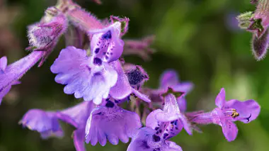 Fleurs de népéta (Nepeta × faassenii), petites fleurs bilabiées bleu-lavande à lèvre mouchetée, plante vivace mellifère