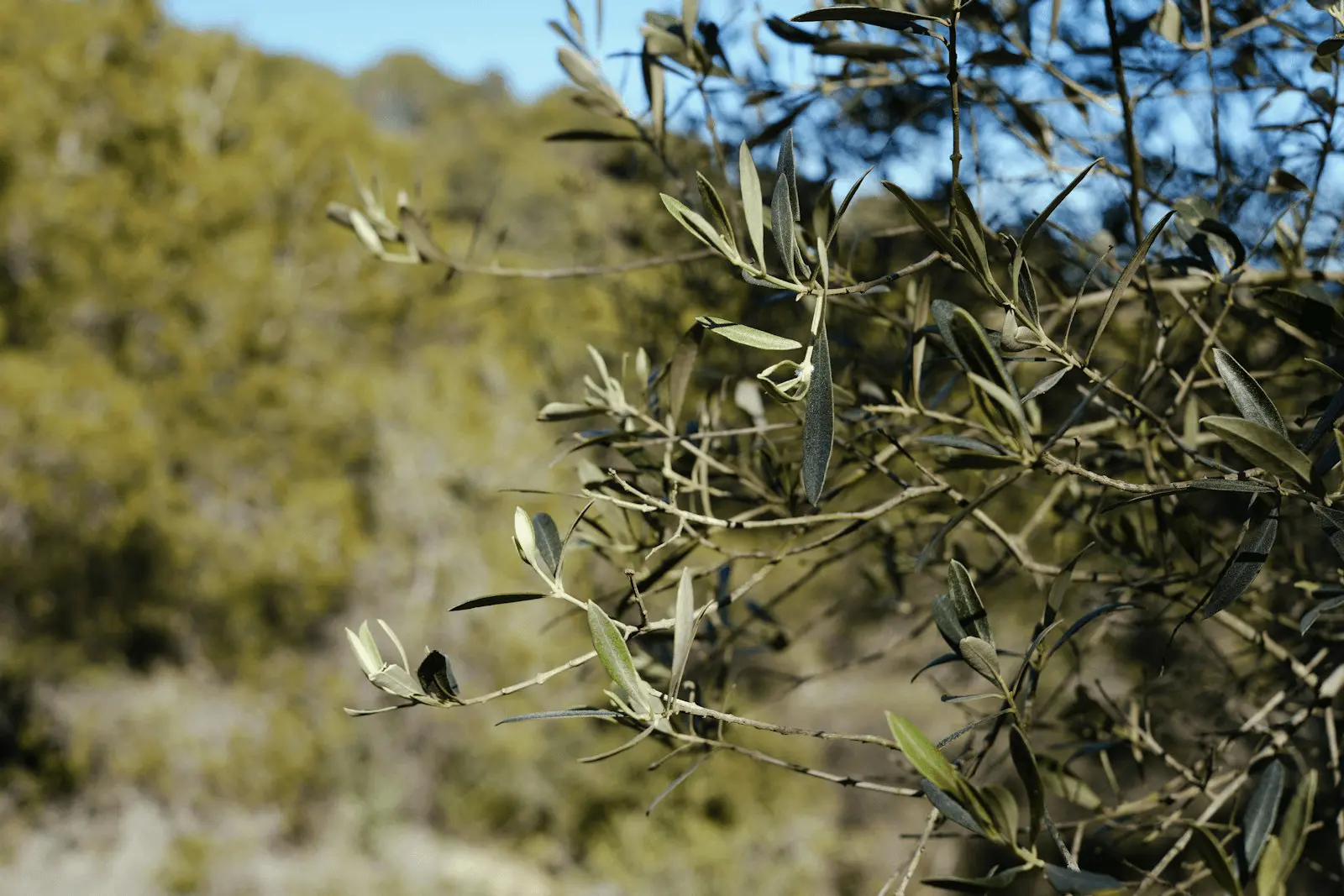 Branche d'olivier méditerranéen avec feuilles allongées argentées et jeunes olives vertes