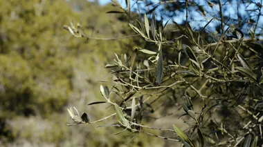 Branche d'olivier méditerranéen avec feuilles allongées argentées et jeunes olives vertes