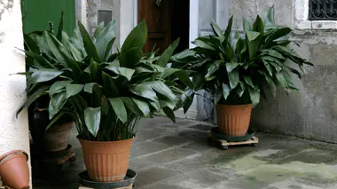 Deux Aspidistra elatior en pot, longues feuilles rubanées vert foncé, plante d'intérieur d'ombre dans une cour