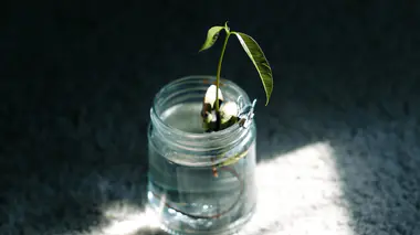 Jeune bouture de plante dans un bocal d'eau en verre, racines en formation, bouturage dans l'eau sur un rebord lumineux