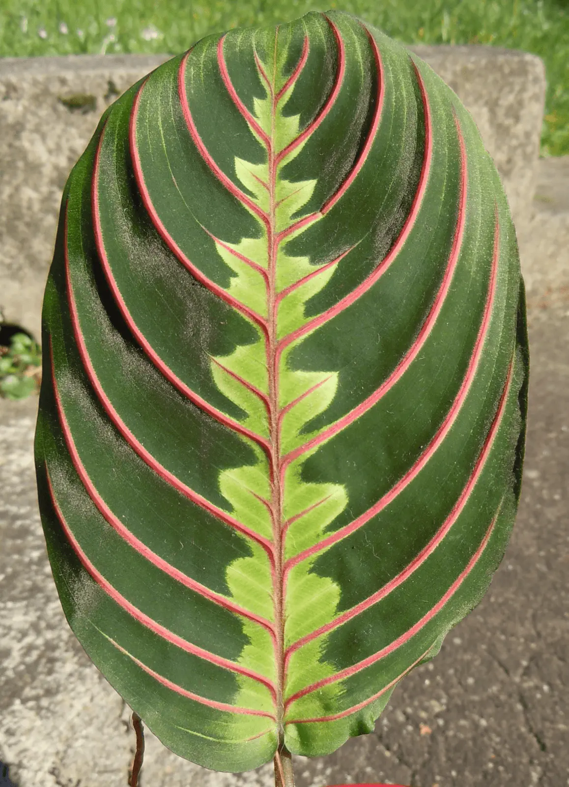 Feuille de Maranta leuconeura aux nervures rouges