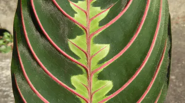 Feuille de Maranta leuconeura var. erythroneura, vert foncé aux nervures rouge vif et chevron central vert clair, la « plante qui prie »