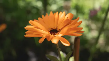 Fleur de souci officinal (Calendula officinalis) orange en capitule, plante annuelle comestible et compagne du potager