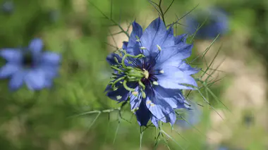 Fleur bleue de nigelle de Damas (Nigella damascena), entourée de fines bractées filiformes vertes, annuelle dite « cheveux de Vénus »
