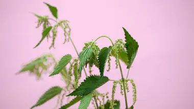 Pieds d'ortie commune (Urtica dioica) aux feuilles dentées et inflorescences vertes pendantes, base du purin d'ortie