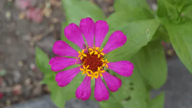 Fleur de Zinnia elegans rose magenta vue de dessus, fleurons jaunes en couronne, feuillage lancéolé vert, annuelle d'été mellifère