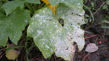 Feuille de courge atteinte d'oïdium, taches et feutrage blanc poudreux caractéristiques (Podosphaera fusca) sur le limbe vert