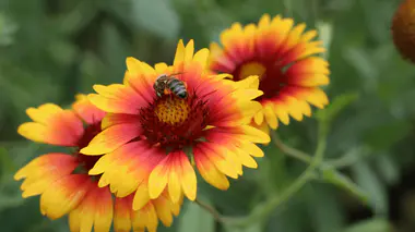 Fleurs de gaillarde (Gaillardia) aux capitules bicolores rouge et jaune, une abeille butinant le cœur pourpre, vivace mellifère de plein soleil