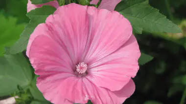Fleur de lavatère annuelle (Lavatera trimestris) rose vif veinée, large corolle en coupe et colonne staminale centrale, annuelle d'été des Malvacées