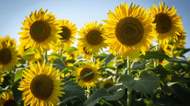 Tournesols (Helianthus annuus) en pleine floraison, grands capitules jaunes tournés vers le ciel, tiges et larges feuilles vertes, annuelle d'été mellifère