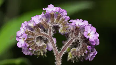 Inflorescence d'héliotrope (Heliotropium arborescens), petites fleurs mauves parfumées groupées en cymes enroulées, tiges velues, annuelle parfumée d'été