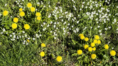 Pissenlits jaunes et petites fleurs blanches sauvages mêlés à l'herbe d'une pelouse, flore spontanée du jardin