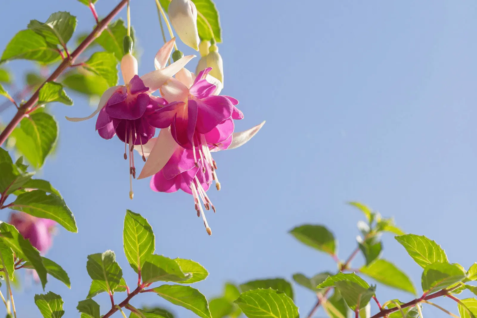 Fleurs pendantes de fuchsia aux sépales roses recourbés et corolle violette