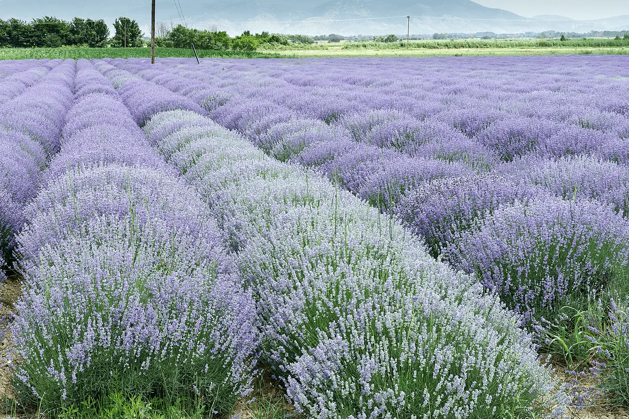 Champ de Lavandula angustifolia en fleur près de Drama, Grèce