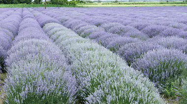 Champ de Lavandula angustifolia en fleur près de Drama, Grèce
