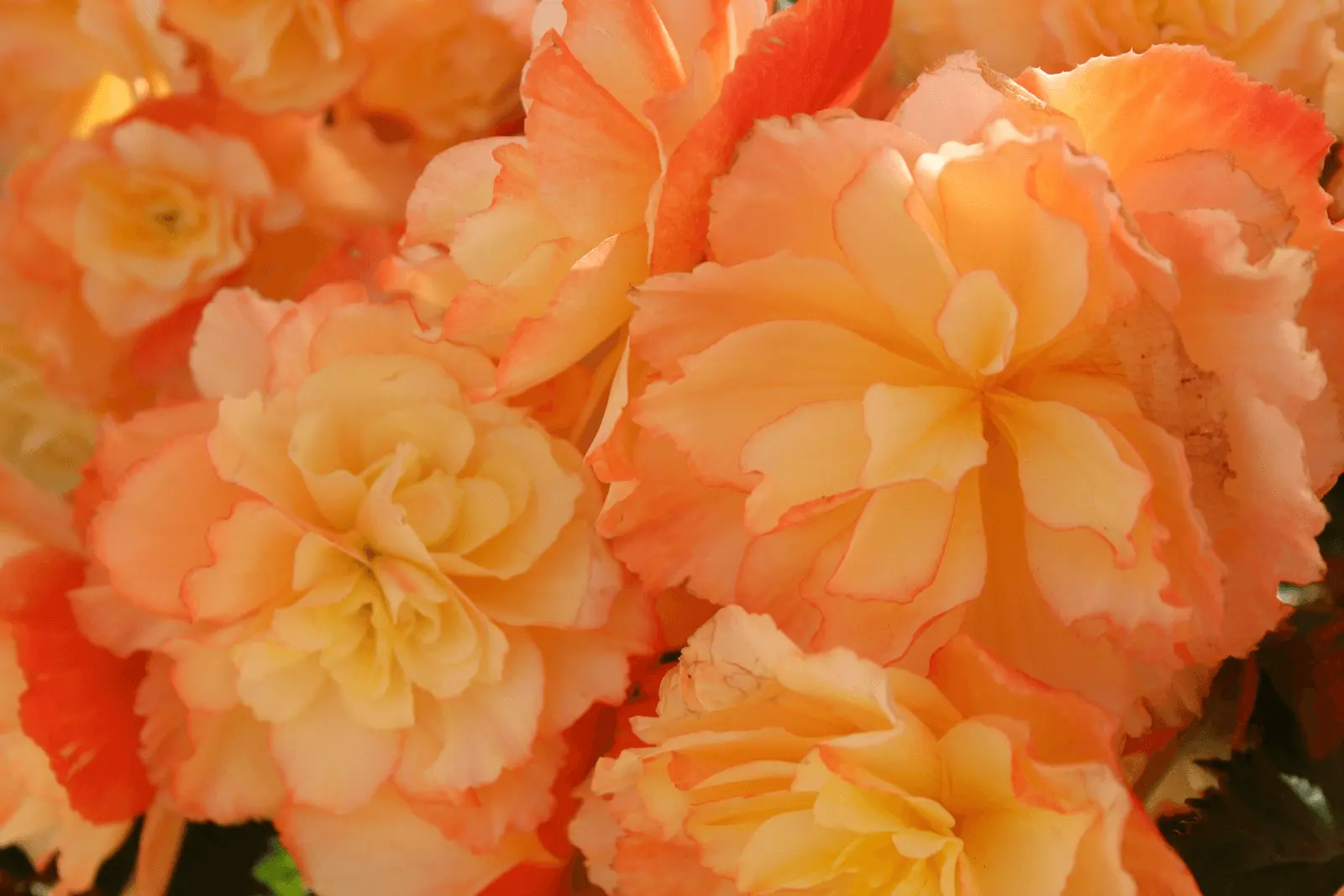 Fleurs doubles et froissées de bégonia tubéreux, tons abricot à liseré rouge