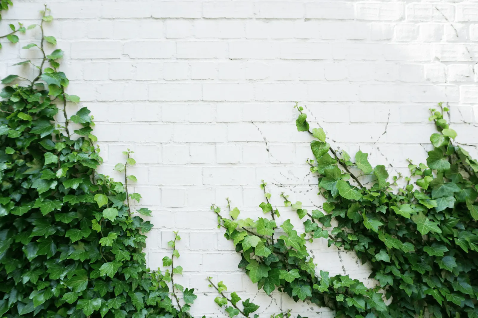 Lierre grimpant (Hedera helix) aux feuilles lobées vert foncé tapissant un mur blanc