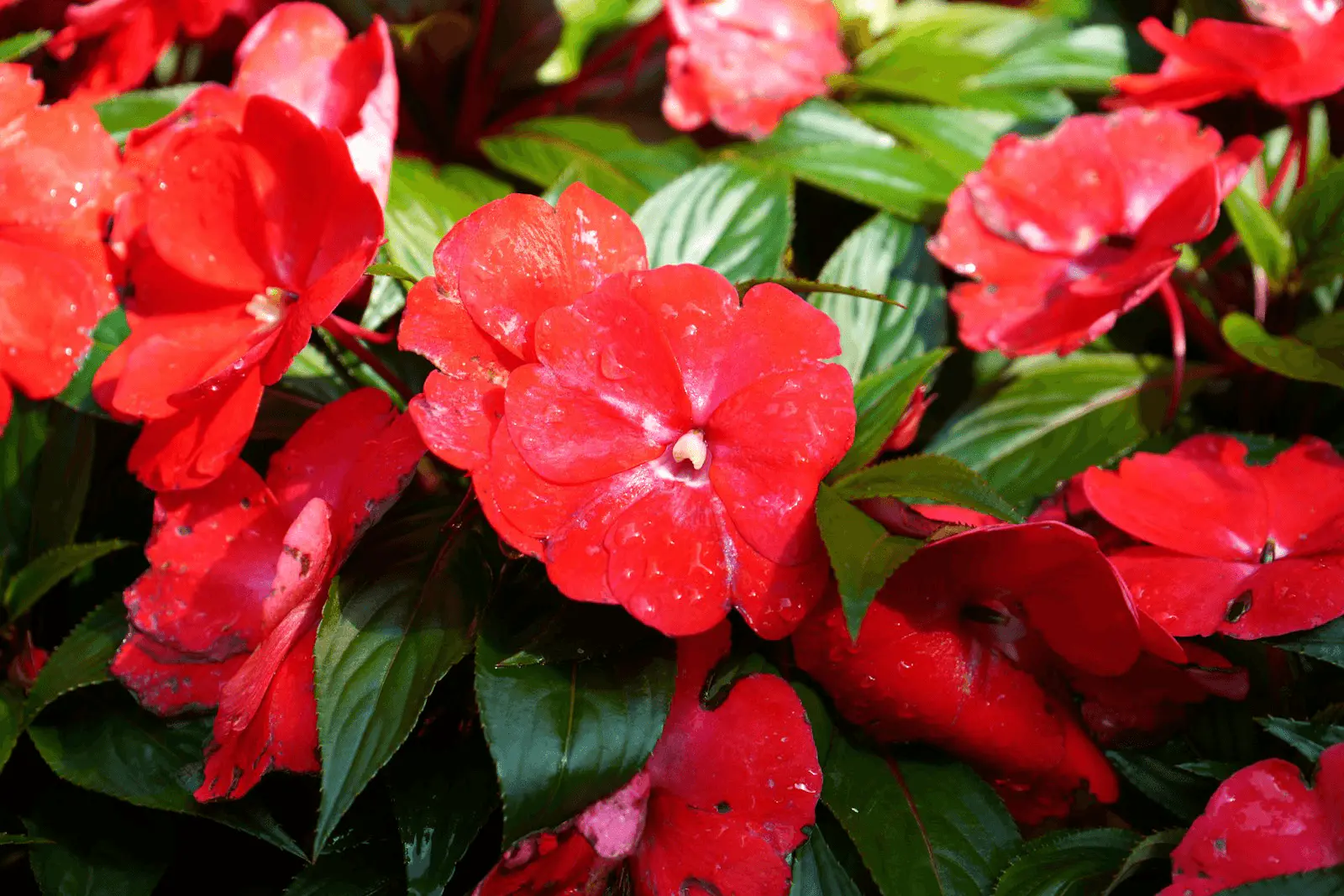 Massif d’impatiens de Nouvelle-Guinée (Impatiens hawkeri) en fleurs rouges, feuillage bronze