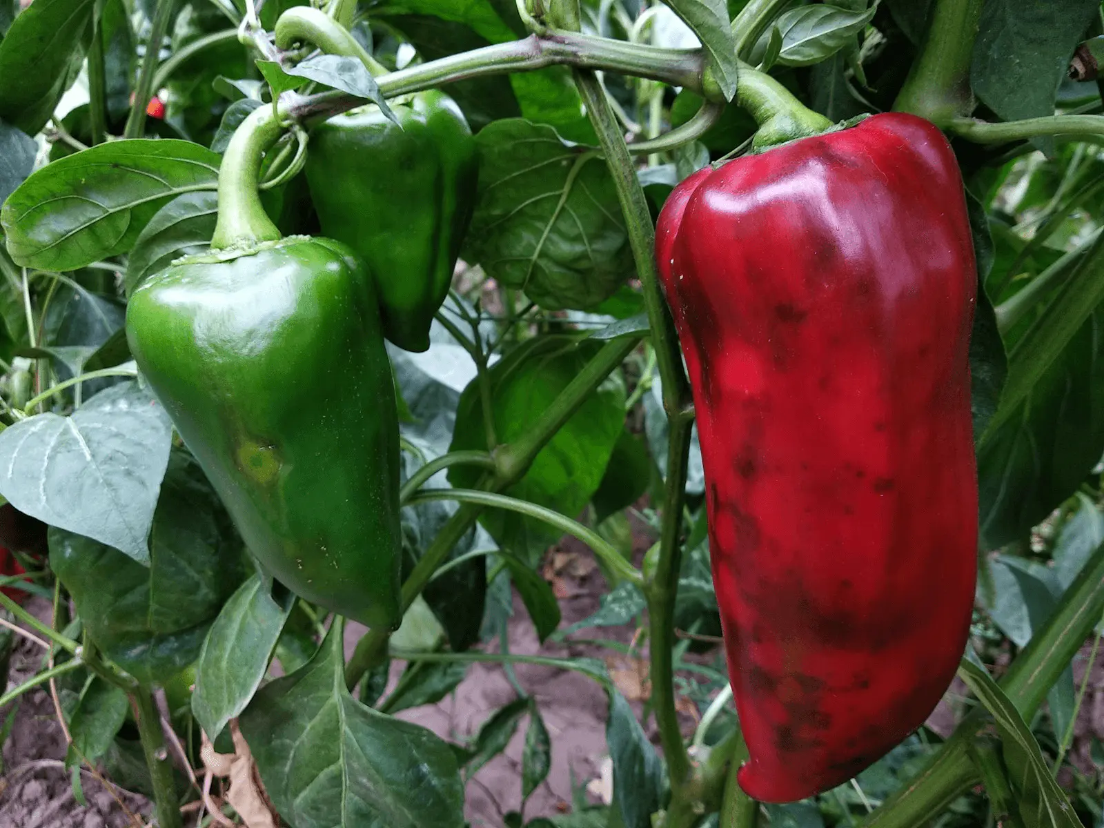 Poivrons doux verts et un poivron rouge à maturité accrochés au pied
